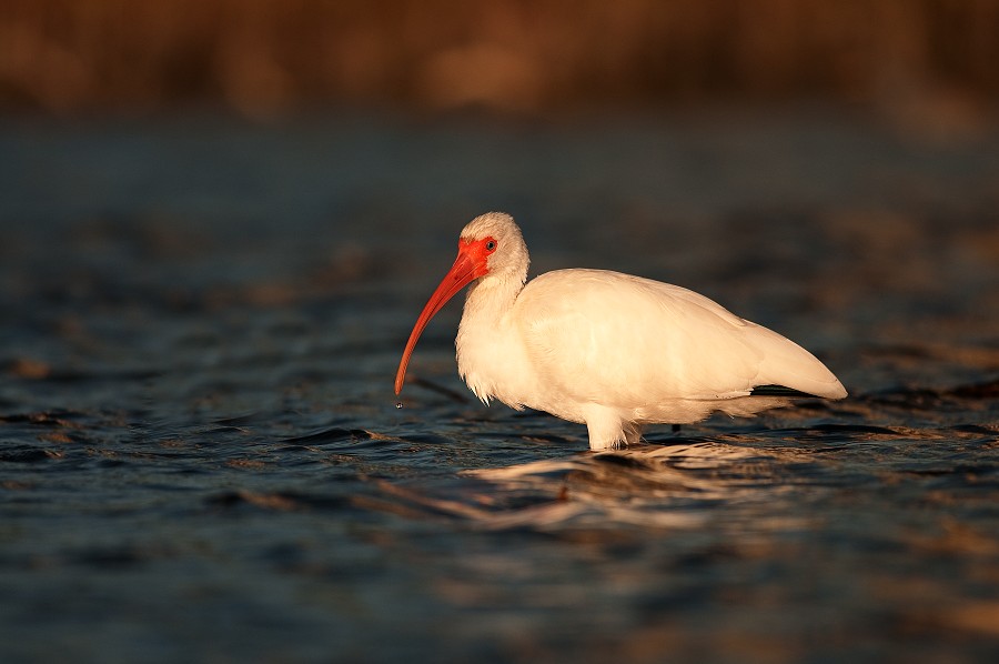 White ibis