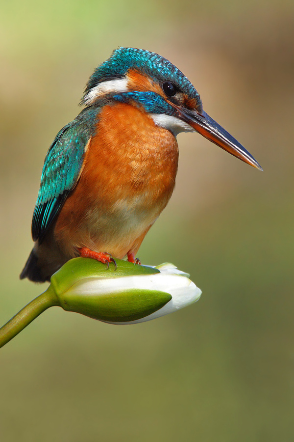 Commo kingfisher
