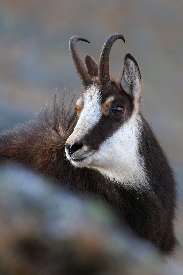 Tatra chamois