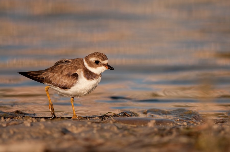 Wilsons plover