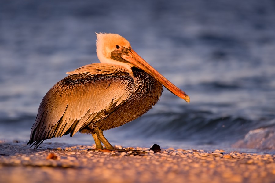 Brown Pelican