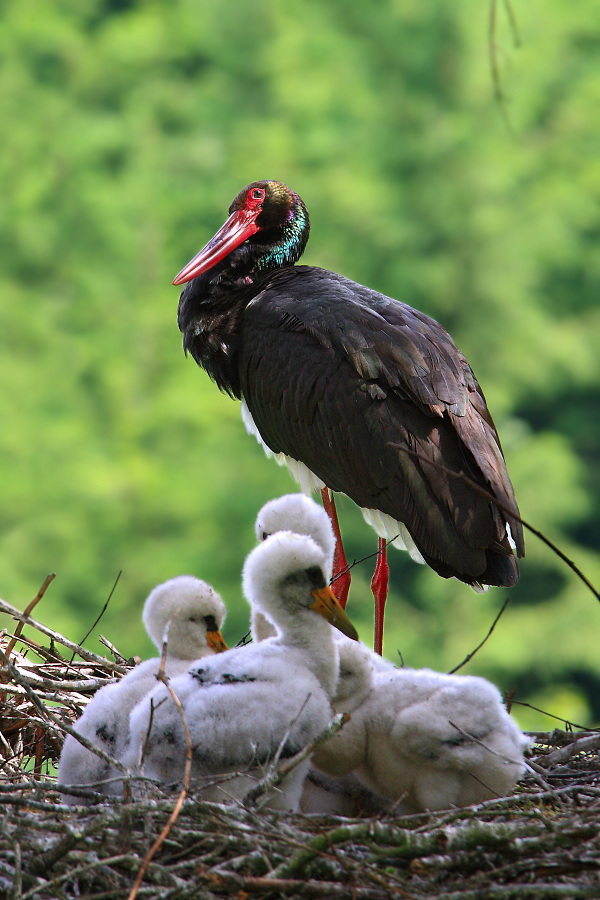 Black Stork