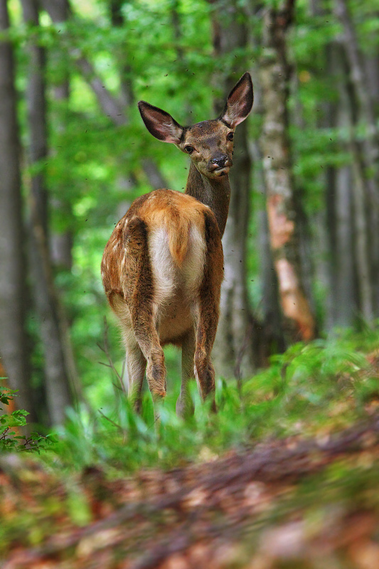 Red Deer
