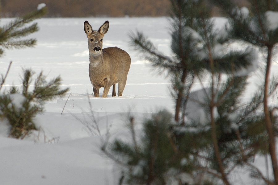 Roe-deer