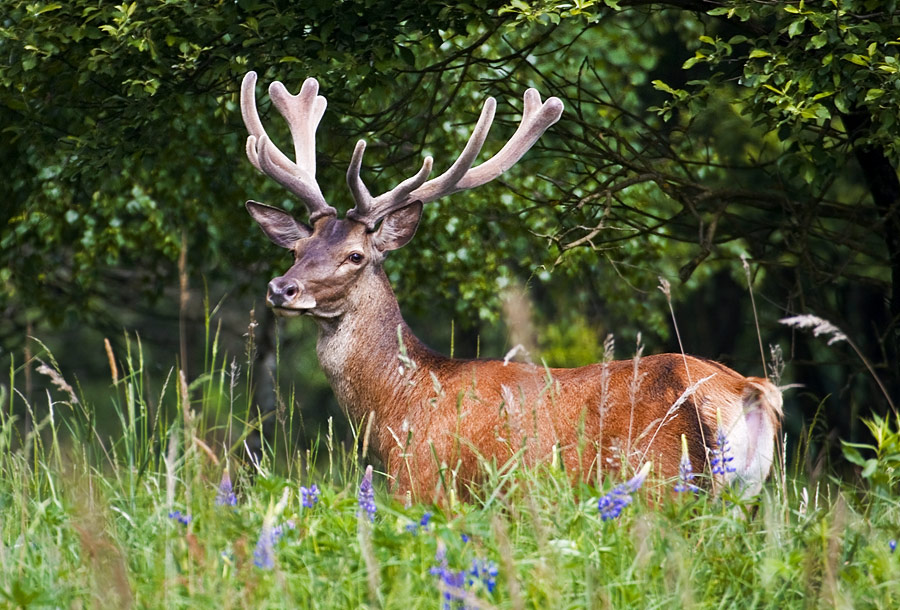 Red Deer