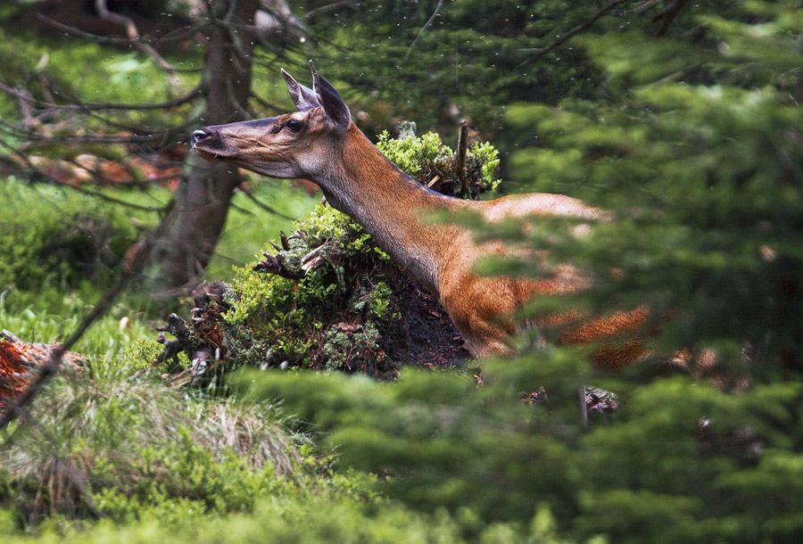 Red Deer