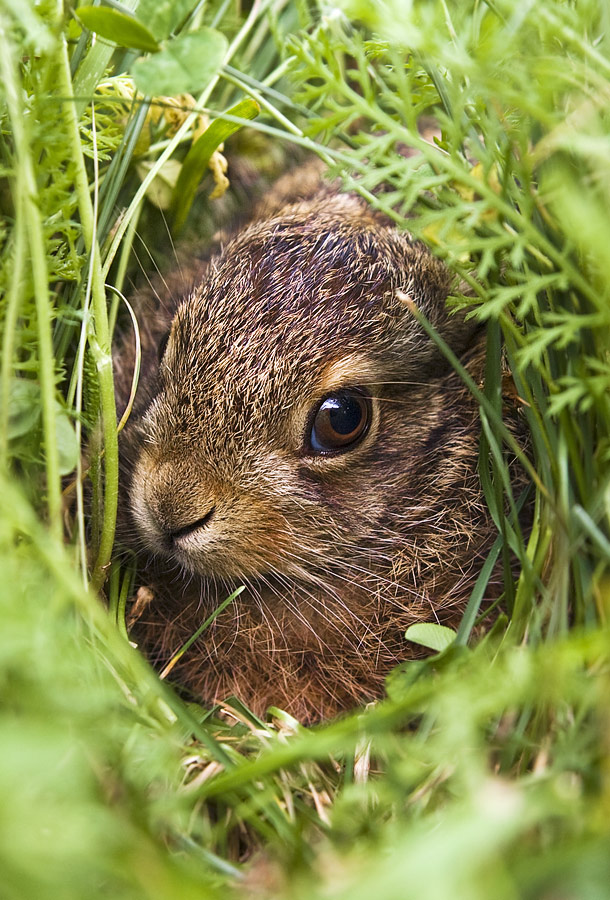 Brown hare
