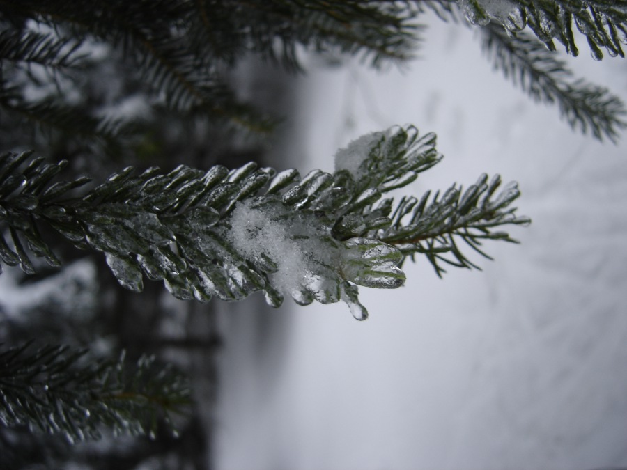 Frostbitten spruce
