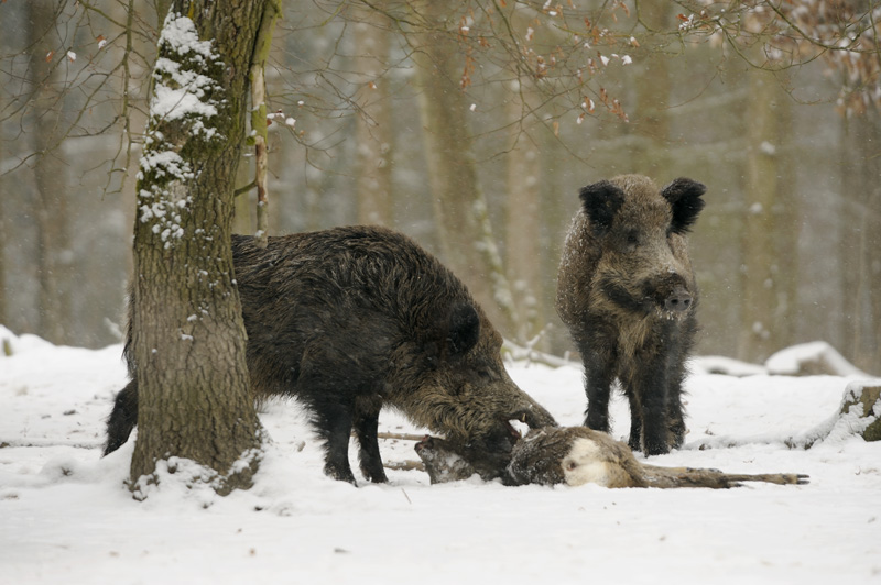 Wild boar