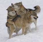 Vlk obecný (Canis lupus)
