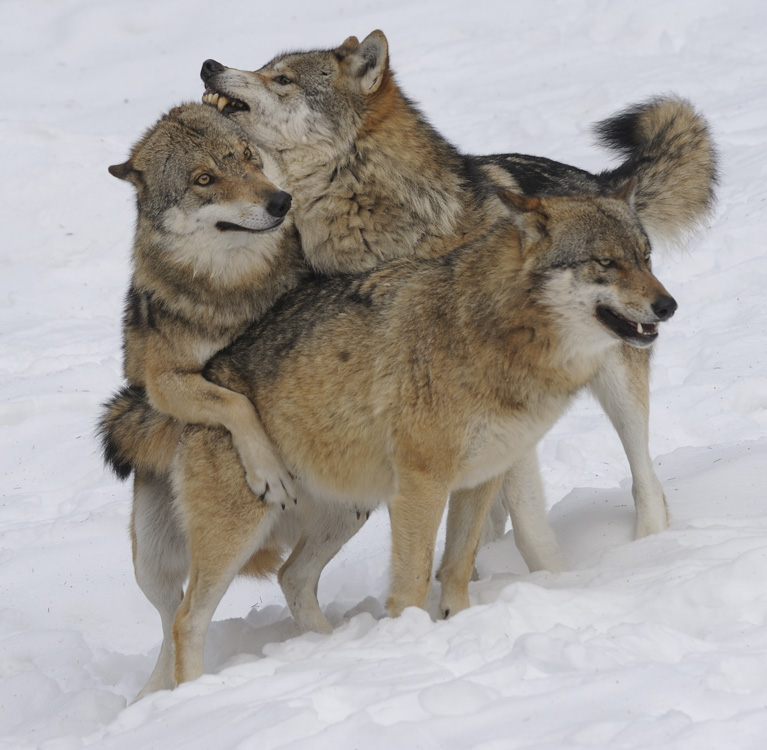 Gray Wolf 