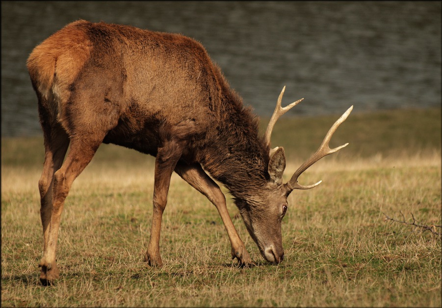 Deer European