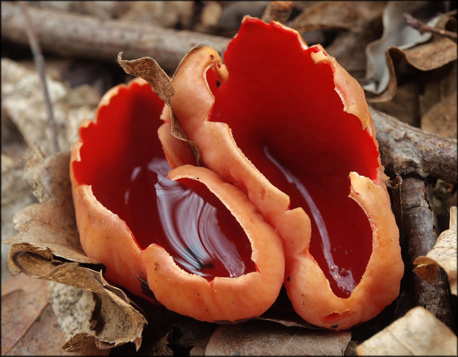 Sarcoscypha austriaca