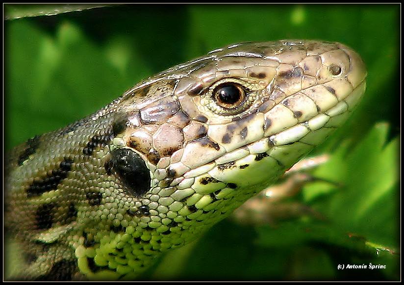 lizard