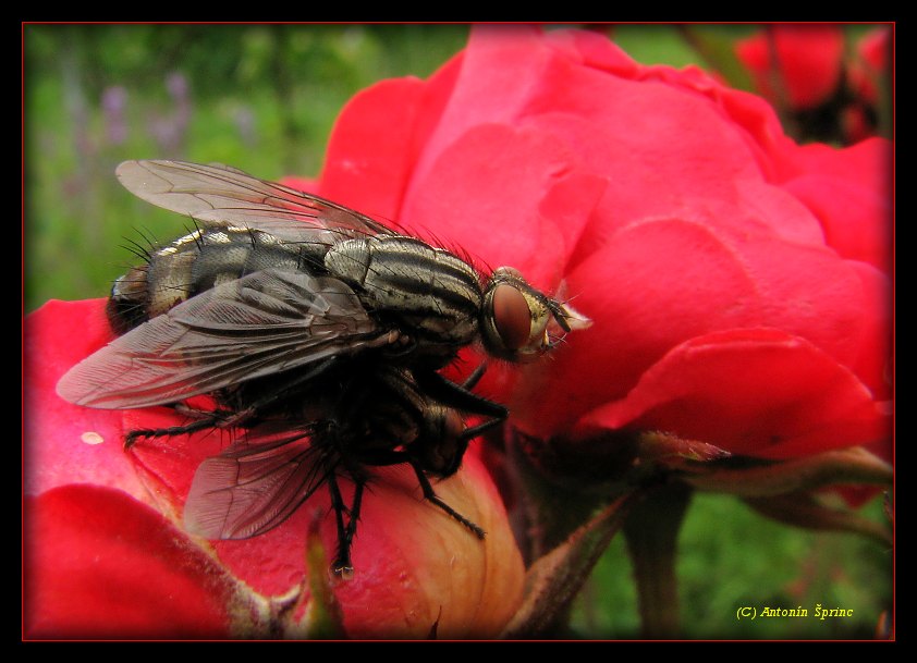fly