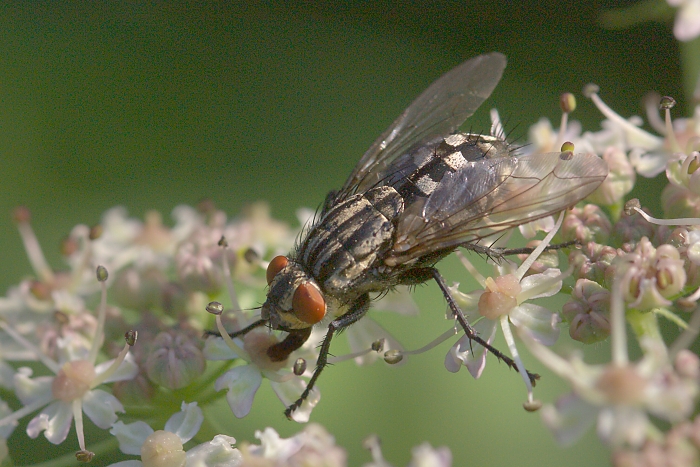Sarcophaga carnaria