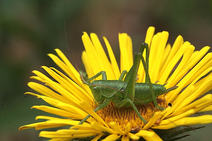Tettigonia viridissima