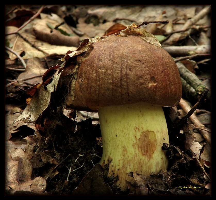 boletus