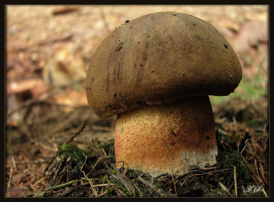 Boletus