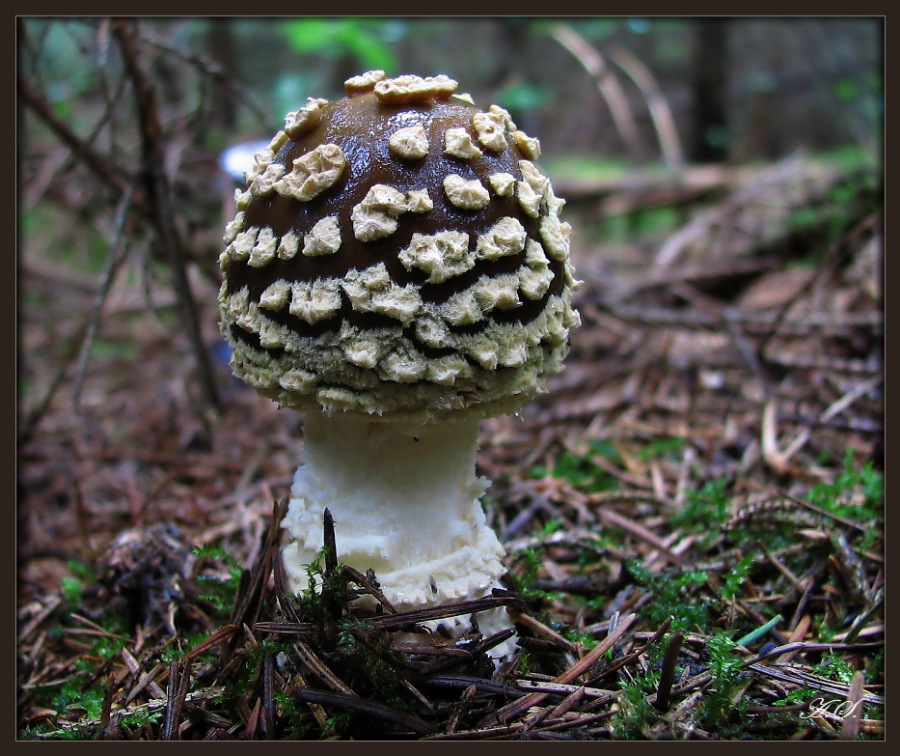 Amanita regalis