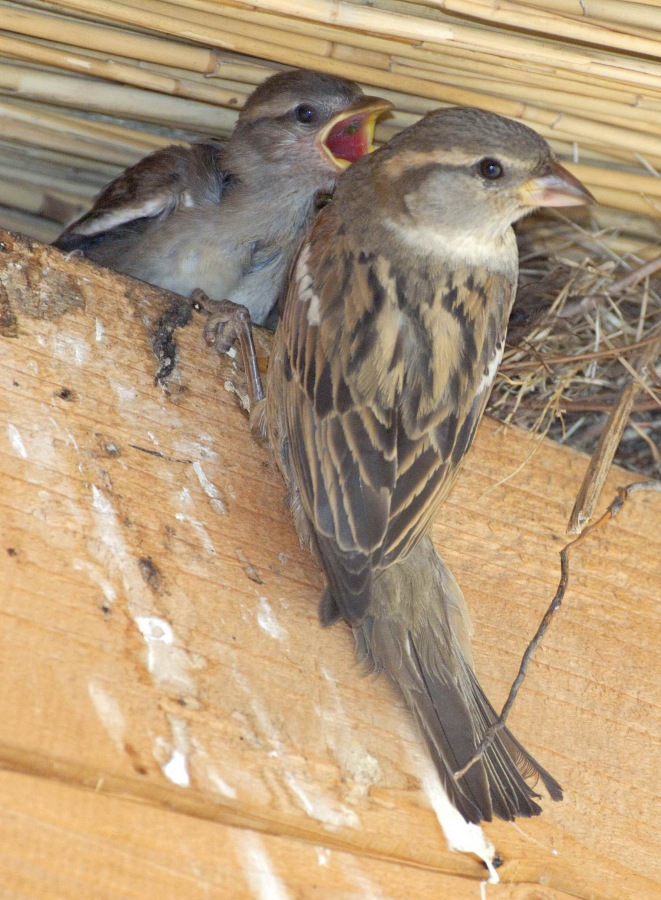 House Sparrow 