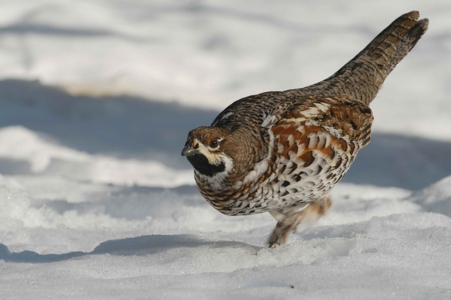 Hazel Grouse 