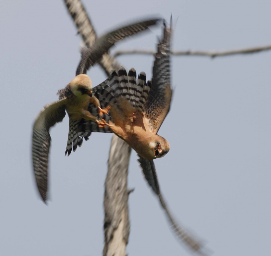 Red-footed 