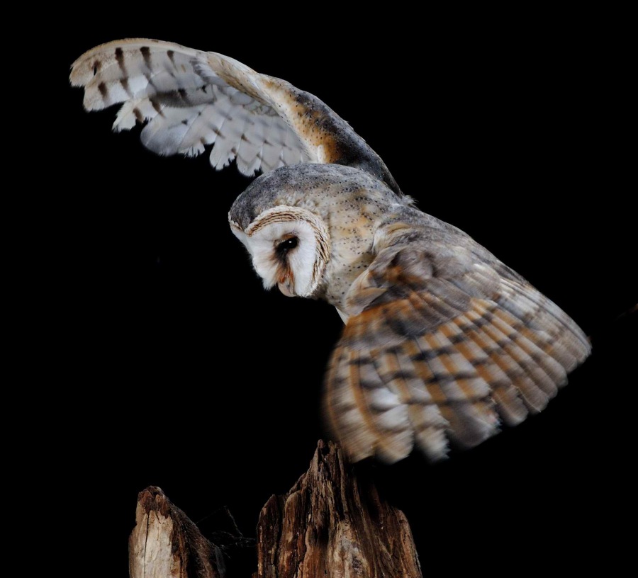 Barn Owl 