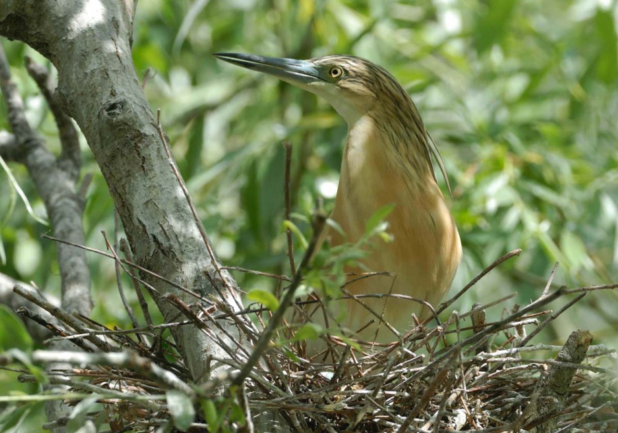 Squacco Heron