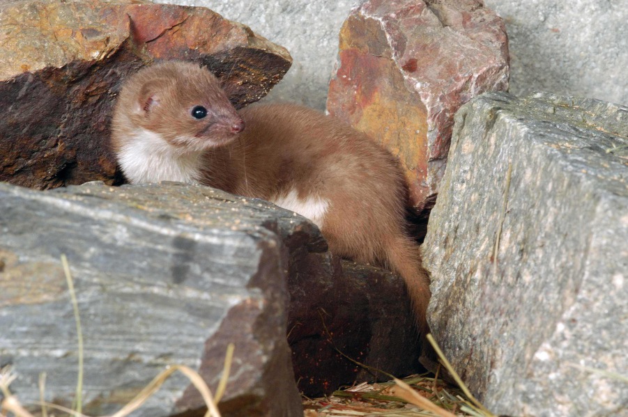 Least Weasel