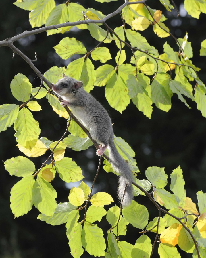 Edible Dormouse