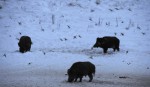 Prase divoké (Sus scrofa)