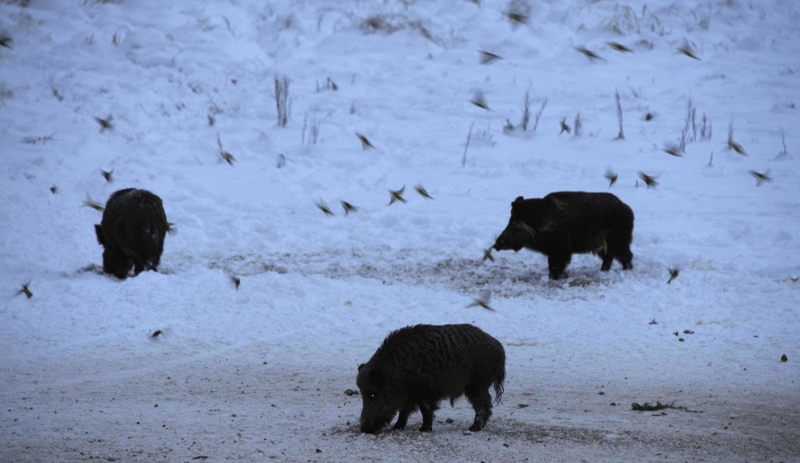 Wild Boar