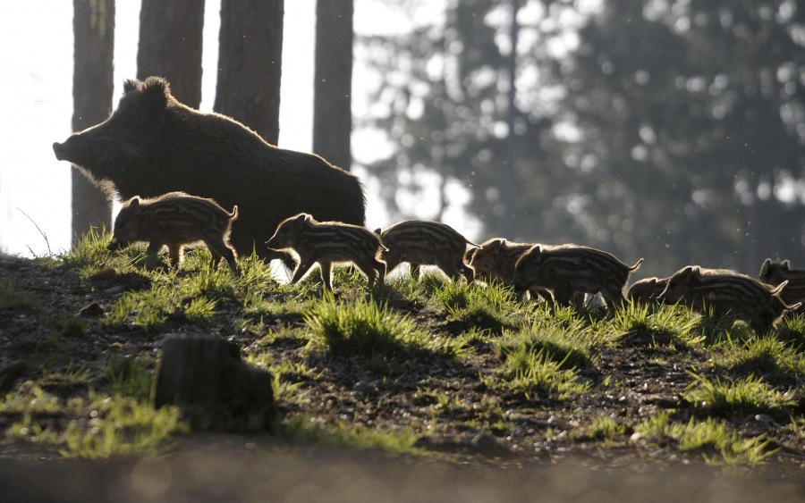 Wild Boar