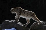 Rys ostrovid (Lynx lynx) 