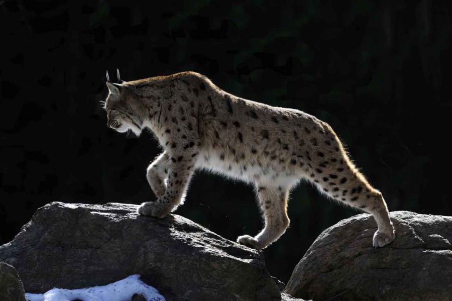 Eurasian lynx