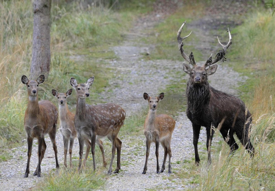 Sika Deer