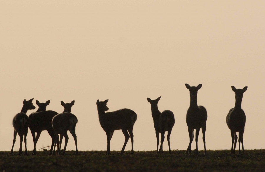 Sika Deer