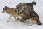 Vlk obecný (Canis lupus)