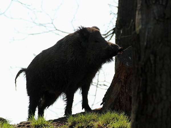 Wild boar