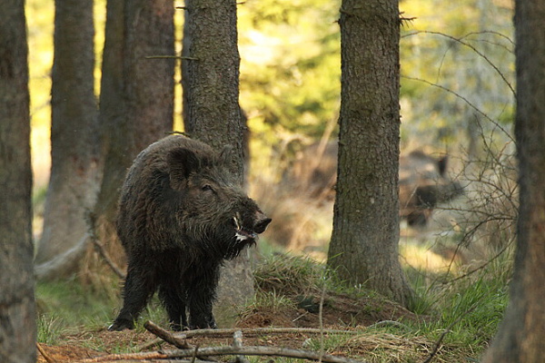 Wild boar