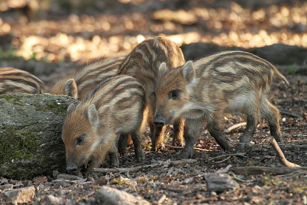 Wild boar 
