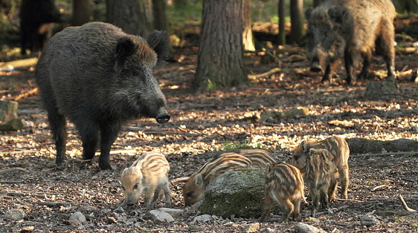 Wild boar