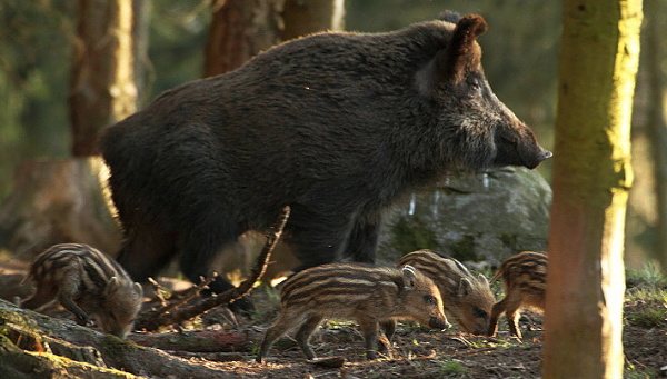 Wild boar