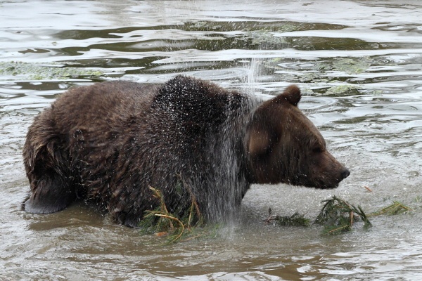 Brown Bear
