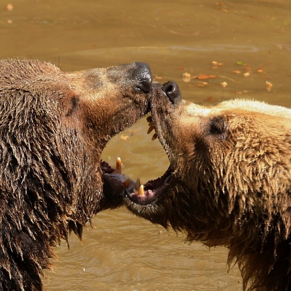 Brown Bear