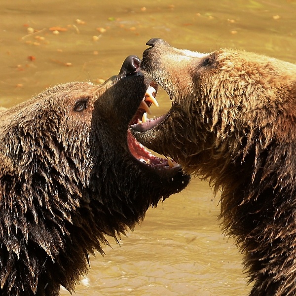 Brown Bear