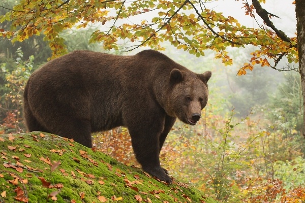 Brown Bear