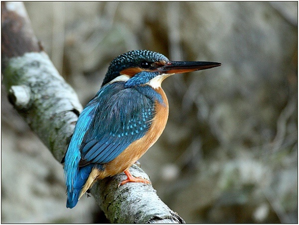 Kingfisher