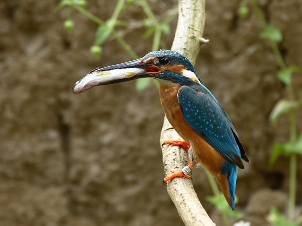 Kingfisher